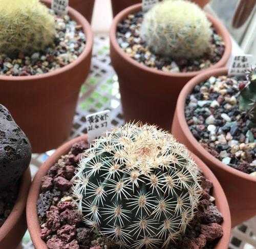 仙人球大红草的种植方法是什么？如何保证仙人球大红草的健康生长？