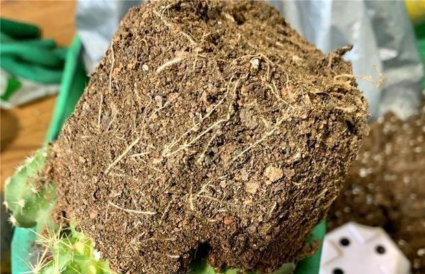 仙人球大红草的种植方法是什么？如何保证仙人球大红草的健康生长？