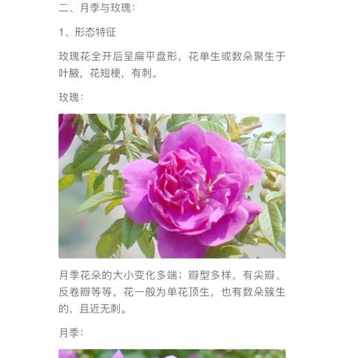 玫瑰牡丹香味代表了什么？
