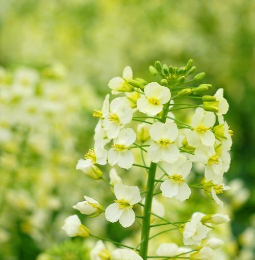 油菜花传统花语有哪些？