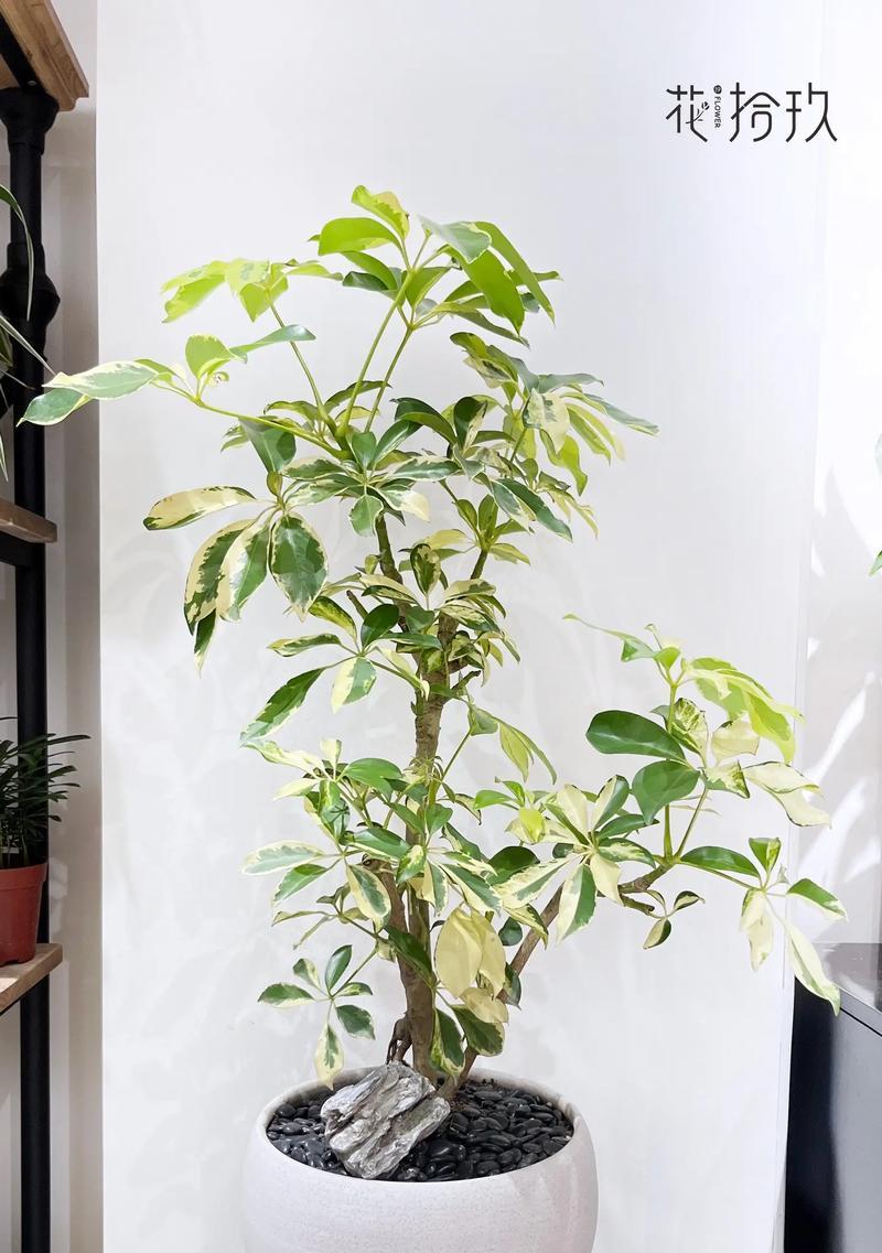 小鸭子送的花通常象征什么？