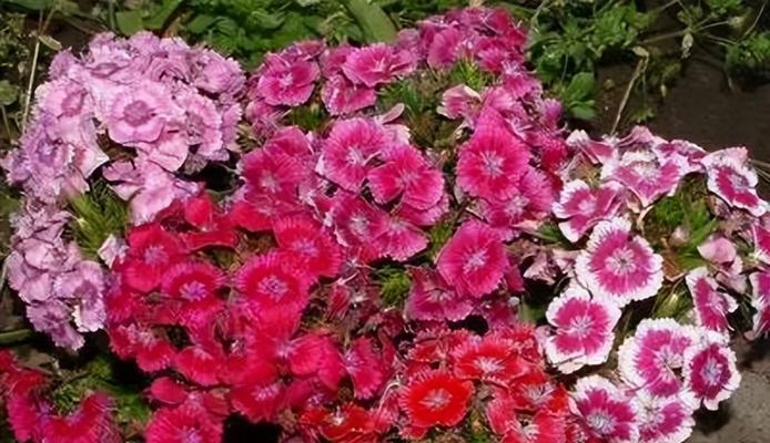 永久的友谊的花语是什么？哪种花象征着永久的友谊？