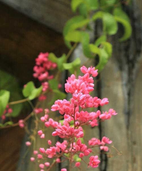 道具女神花语是什么？花语中道具女神代表什么意义？