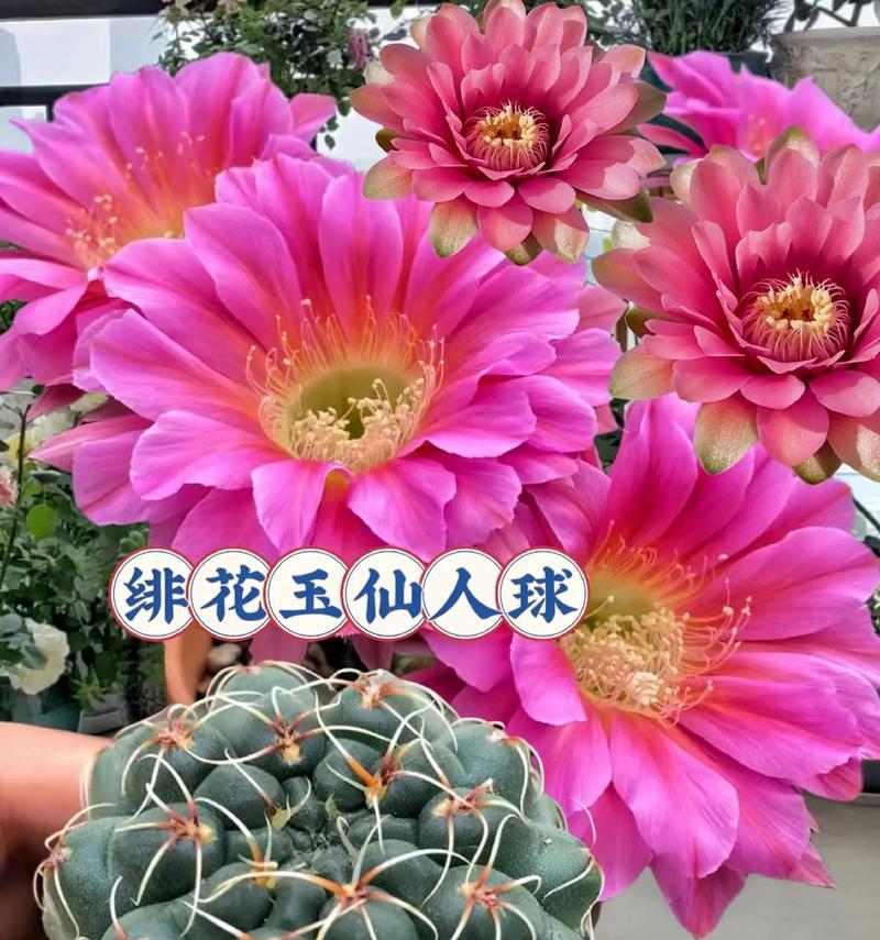 仙人球不开花的原因是什么？