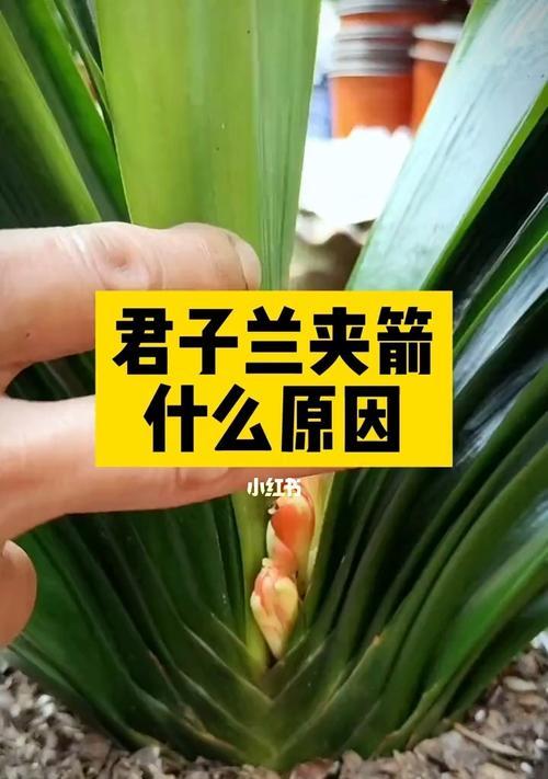 君子兰叶子分叉的原因及处理方法是什么？