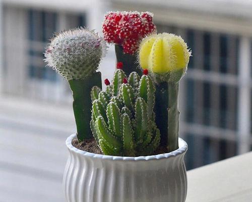 塑料盆养仙人球的正确方法和常见问题有哪些？