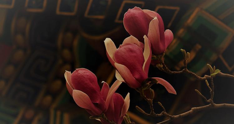 桃花非红色时代表什么花语？