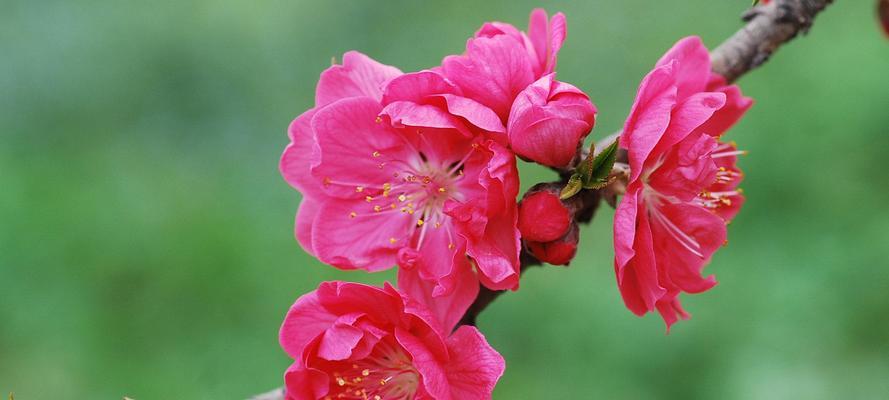 桃花非红色时代表什么花语？