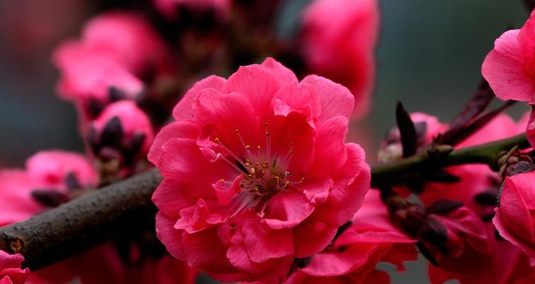 桃花非红色时代表什么花语？