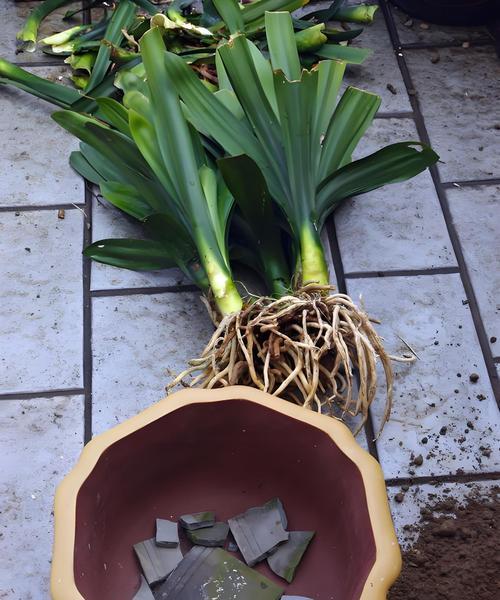 君子兰在小瓷盆中的种植方法是什么？需要注意哪些事项？