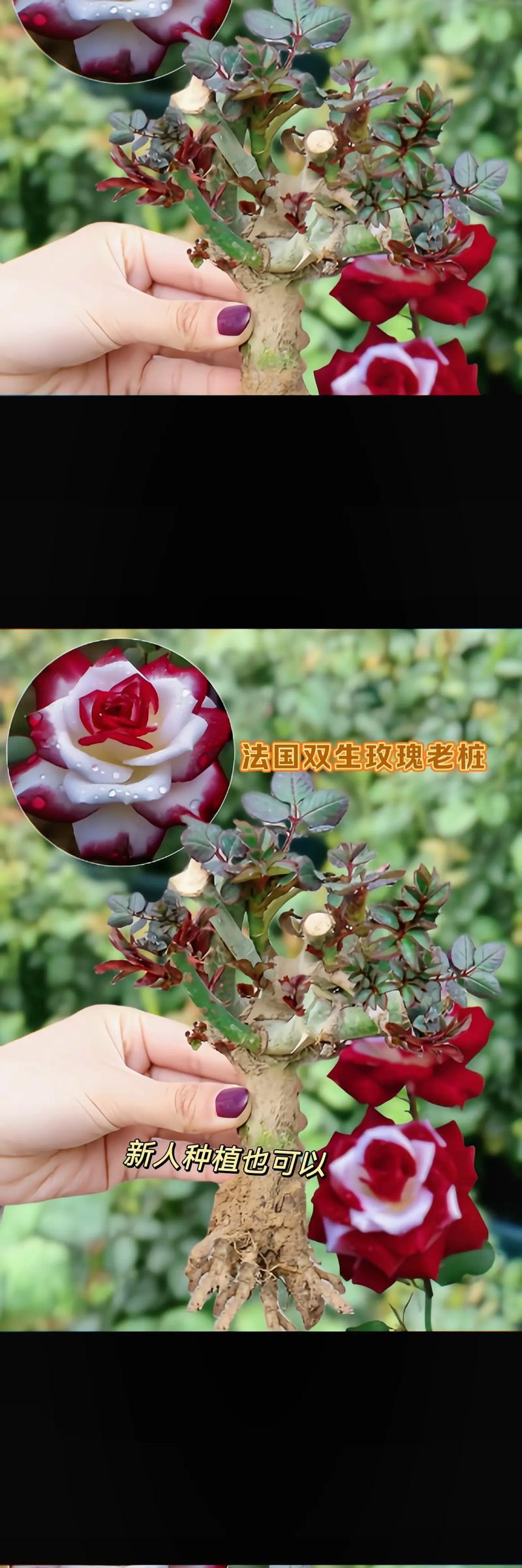 表达永不分离的花语有哪些？