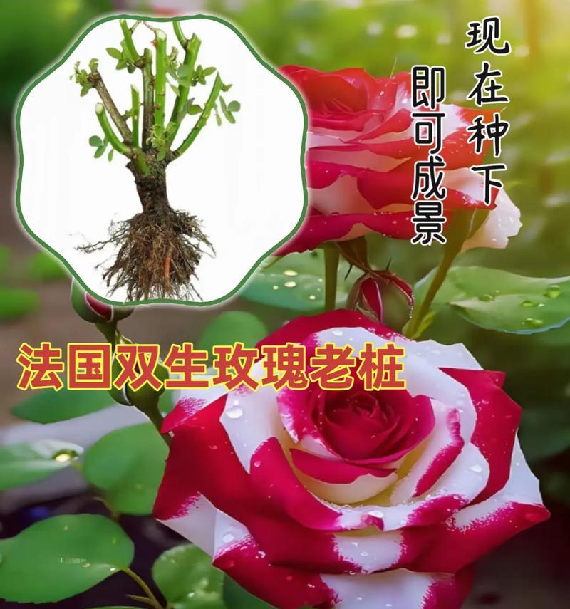 表达永不分离的花语有哪些？