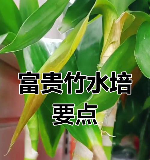 君子兰幸运草怎么养护好？如何保持其旺盛生长？