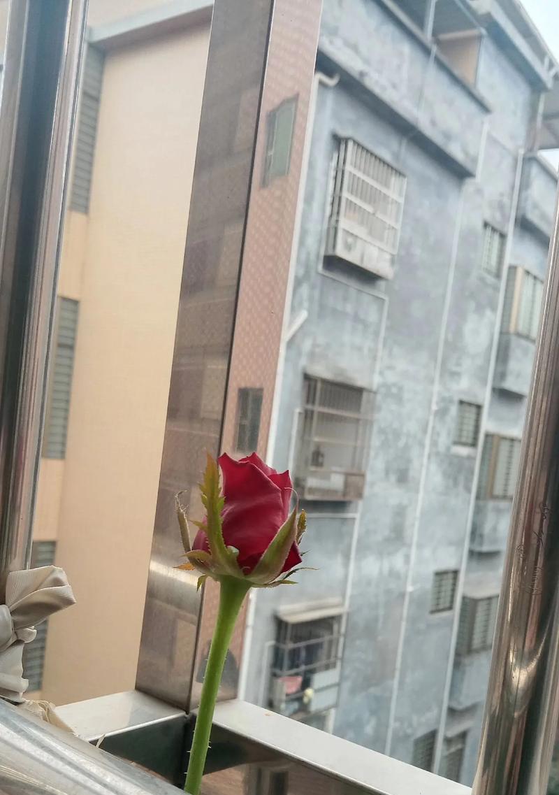 玫瑰花如何正确插入方瓶中？插入方瓶的玫瑰花如何保持新鲜？