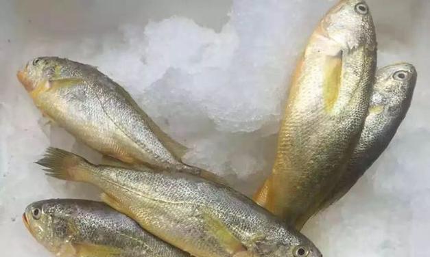 鱼和海鲜仙人球有何不同？它们的主要区别是什么？