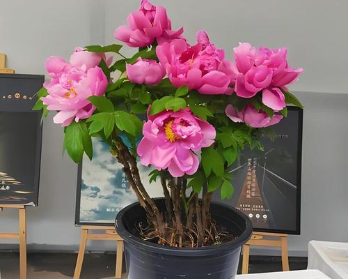 牡丹花的土壤和肥料需求是什么？