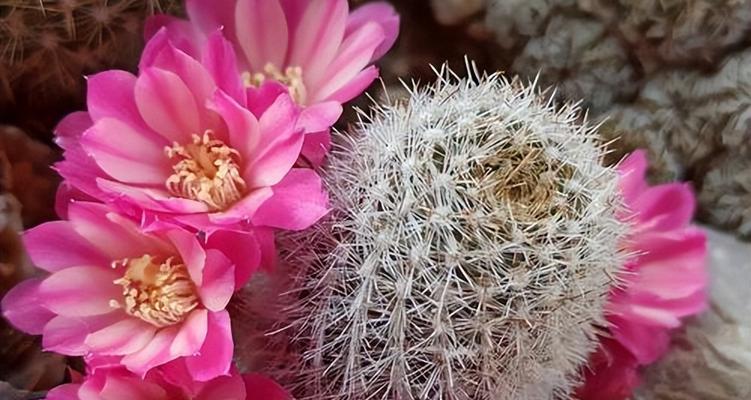 仙人球新芽移栽的最佳方法是什么？