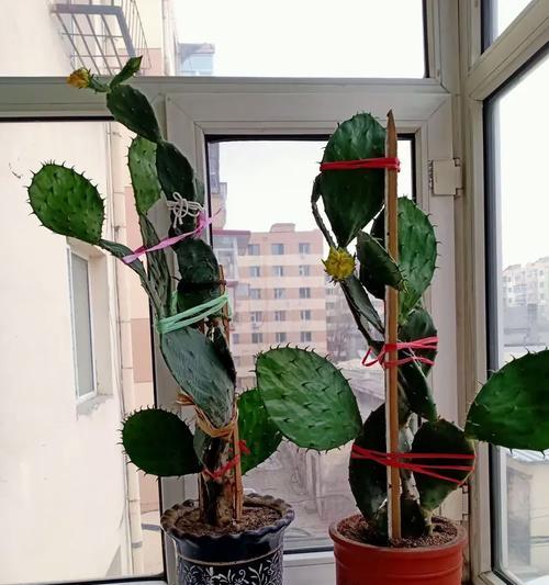 仙人球新芽移栽的最佳方法是什么？