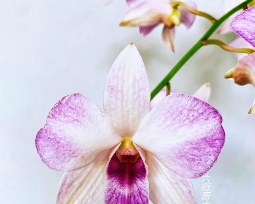 手工石斛兰的花语有哪些？表达什么情感？