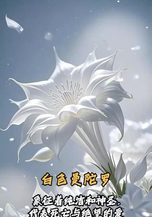 赞美梦幻的花语代表了什么？