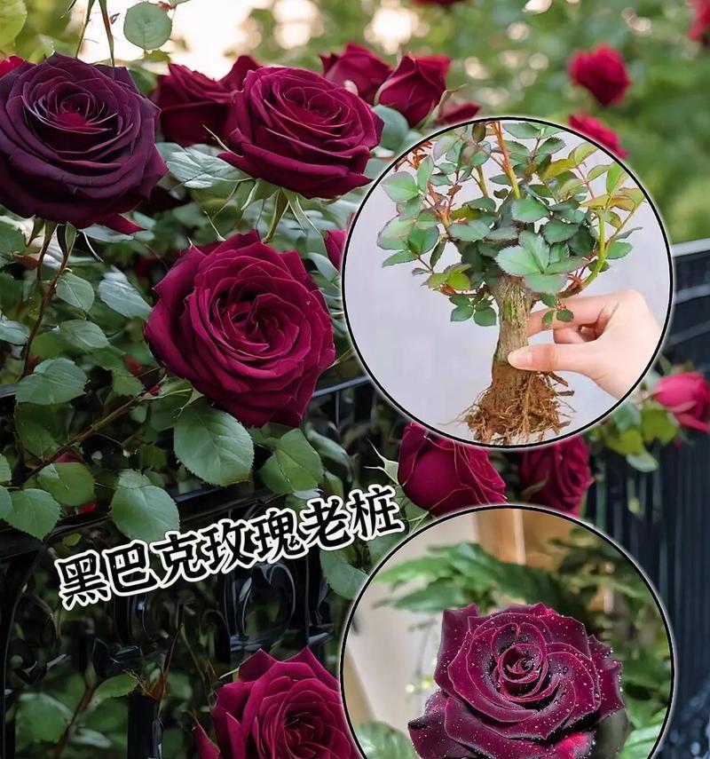 暗夜象征的花语是什么意思？