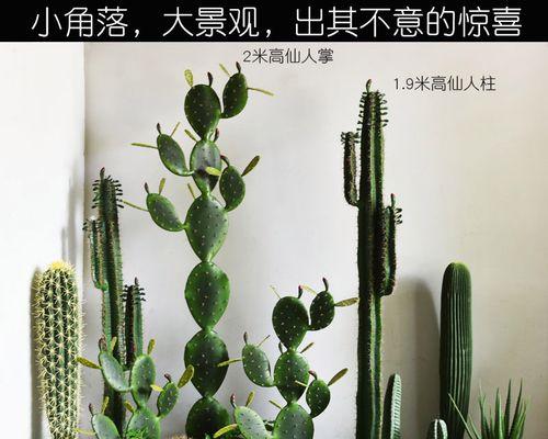仙人掌柱子绿植的正确养护方法是什么？