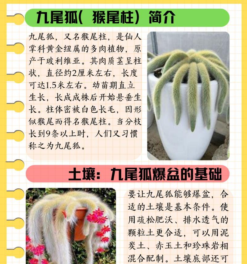 仙人掌柱子绿植的正确养护方法是什么？
