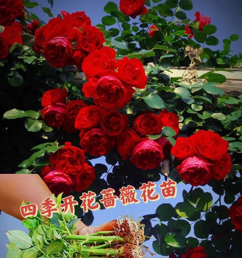柑橘蔷薇的花语和寓意是什么？它传递了哪些情感？