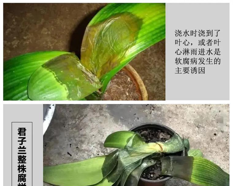君子兰中间叶子腐烂的补救措施是什么？
