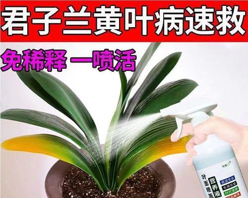 君子兰中间叶子腐烂的补救措施是什么？