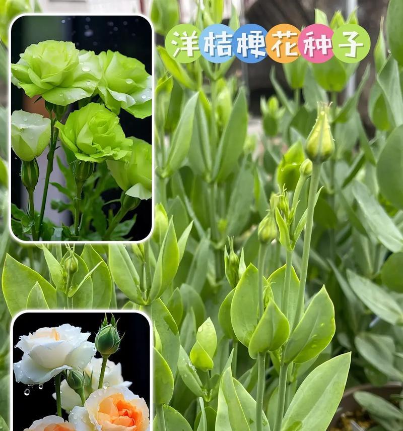 海军玫瑰花的养殖方法是什么？
