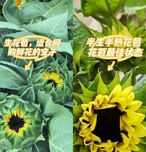 五元钱能买到的花语是什么？
