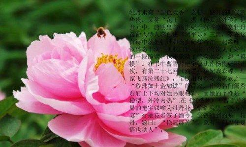 牡丹花的感悟和寓意是什么？如何表达？