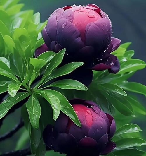 牡丹花的感悟和寓意是什么？如何表达？