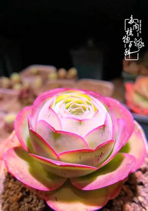 罐中玫瑰花的养护方法是什么？如何保持其生长状态？