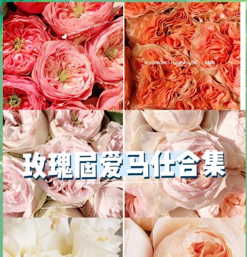 开花店时玫瑰花如何保持新鲜？养活的秘诀是什么？