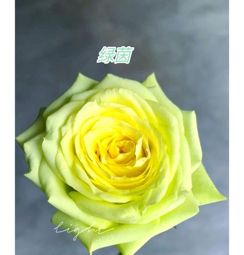 开花店时玫瑰花如何保持新鲜？养活的秘诀是什么？