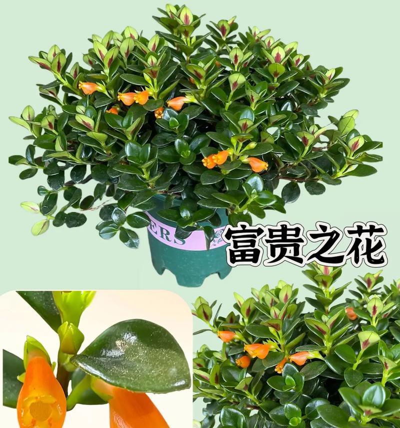 鹤顶兰的花语是什么？鹤顶兰代表什么寓意？