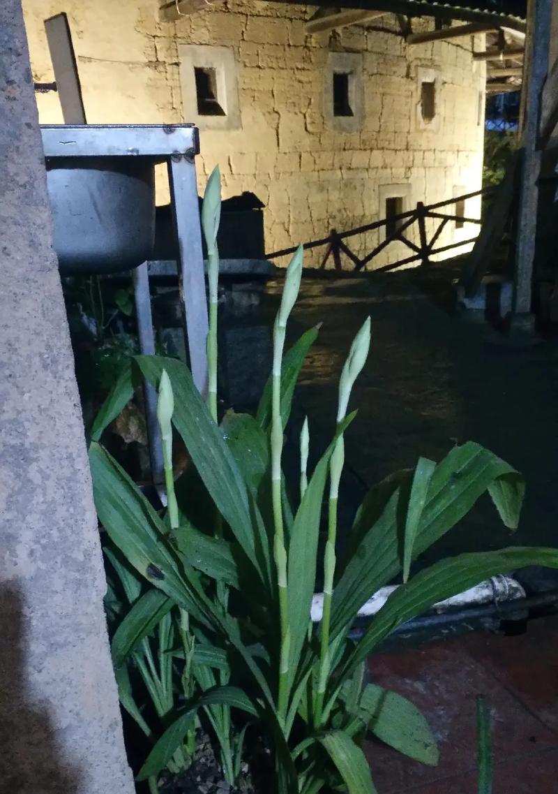 鹤顶兰的花语是什么？鹤顶兰代表什么寓意？
