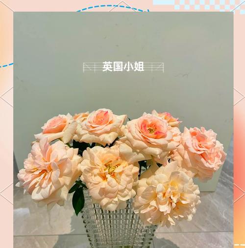海妈玫瑰花的正确养护方式是什么？需要注意哪些要点？