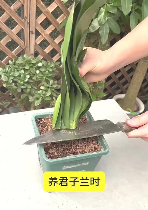 贵州气候下君子兰植物养护技巧？