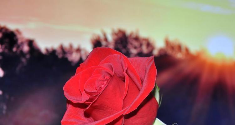 贵族偏爱的红玫瑰花语是什么？红玫瑰在贵族文化中的含义是什么？