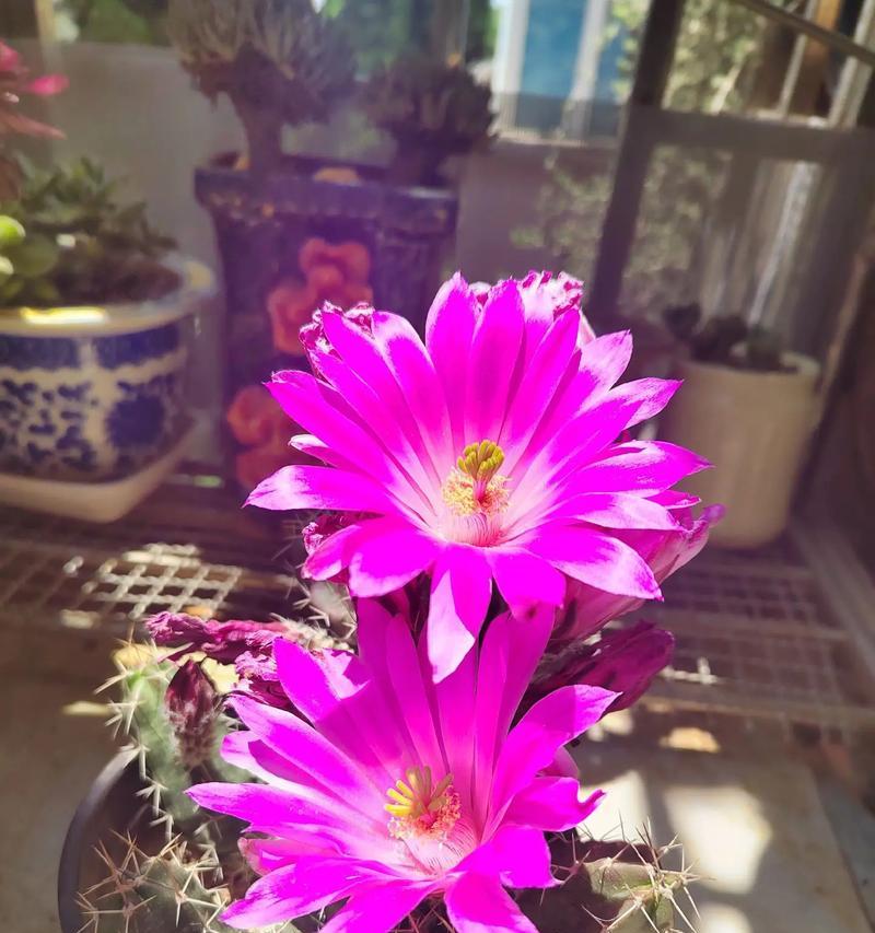 仙人球开花怪异代表什么？仙人球开花的异常现象预示着什么？