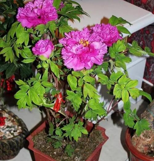 小牡丹花如何快速养活？有哪些加速生长的技巧？