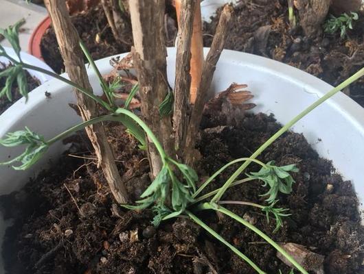 小牡丹花如何快速养活？有哪些加速生长的技巧？