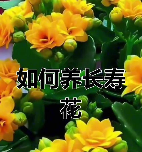 如何正确养护牡丹花形长寿花？