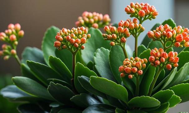 如何正确养护牡丹花形长寿花？