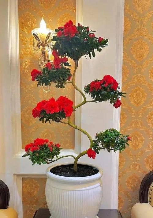 如何正确养护牡丹花形长寿花？