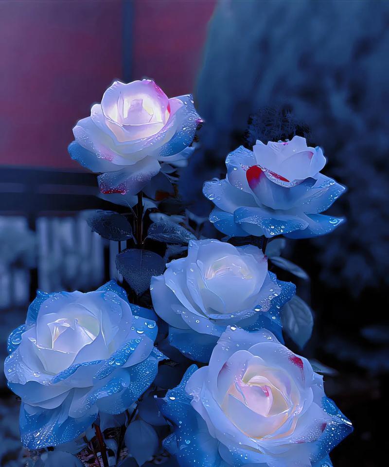 希望之家玫瑰花的种植方法是什么？