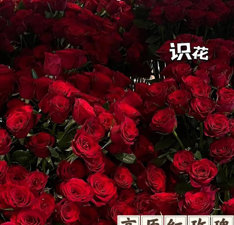 希望之家玫瑰花的种植方法是什么？